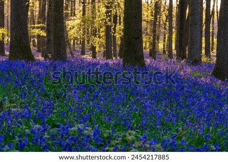 Beautiful spring sunrise in a woodland forest with Bluebell carpet Royalty-Free Stock Photo #2454217885