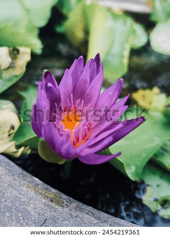 Beautiful of purple lotus flowers tropical with green leaves