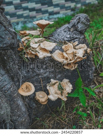 This image includes  specimens of Dryad's saddle,  Turkey Tail, False Turkey Tail, Stereum, and Panellus stipticus fungi. Royalty-Free Stock Photo #2454220857