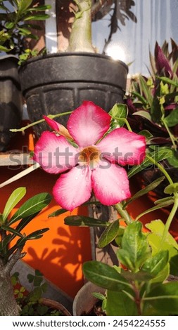 Adenium is a genus of flowering plants in the Apocynaceae family, which is native to Africa and the Arabian Peninsula and Often also called Japanese Cambodia