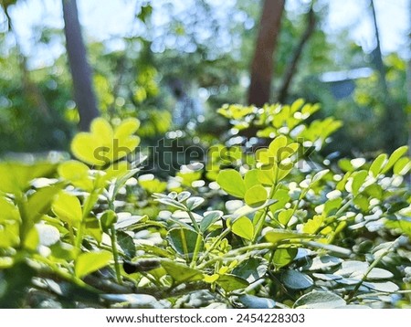 Bright morning green of a tropical ornamental plant.  Gives a feeling of being one with nature. Copy space.