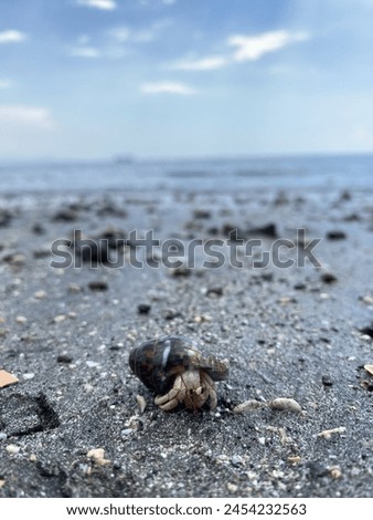 
a hermit crab on the beach