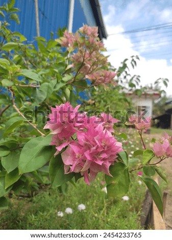 this is a pink Hawaiian bougainvillea flower or cherry blossom.  just starts flowering in summer, very beautiful
