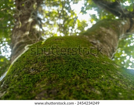 Photo of moss covering a tree on a cold morning