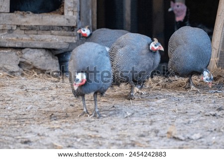 Wild guinea hen Guineafowls - chicken Helmeted guinea fowls - Numida meleagris Royalty-Free Stock Photo #2454242883