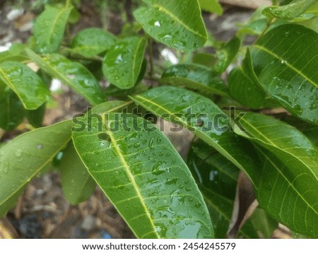 Sidoarjo, Indonesia April 26, 2024
this is a picture of mango leaves after the rain