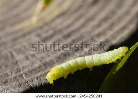 Light green caterpillar of a Amphipyra horiei (Nankaiyotoga) moth larva on a fake wooden fence (Natural+flash light, macro close-up photography)