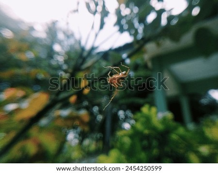an extraordinary spider with its web hanging from a beautiful plant