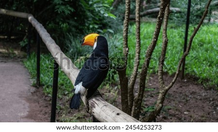 A cute big Toucan Ramphastos toco is sitting on a perch in a tropical park. Black and white plumage, blue eyes, huge orange beak. View from the back and side. Brazil. Bird Park. Foz do Iguazu 