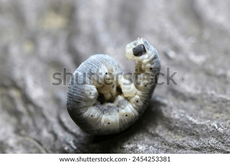 Curl up and pretend to be dead Nitobeedashaku (Wilemania nitobei) moth larva on a fake wooden fence (Wildlife closeup macro photograph)