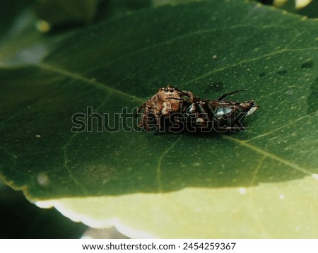 spiders kill flies in nature Royalty-Free Stock Photo #2454259367