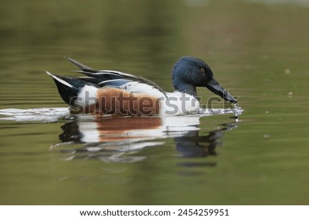 Northern shoveler, shoveler - Spatula clypeata male swimming in water. Photo from Lubusz Voivodeship in Poland. Royalty-Free Stock Photo #2454259951