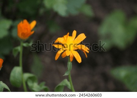 A vibrant calendula flower blooms in the spring garden, its orange petals adding a burst of color to the landscape.