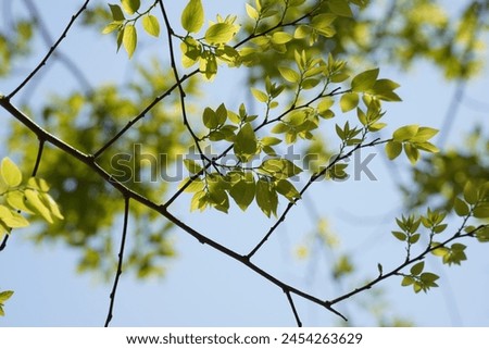 Branches and leaves of Chinese hackberry Nettle tree (Celtis sinensis ) Royalty-Free Stock Photo #2454263629