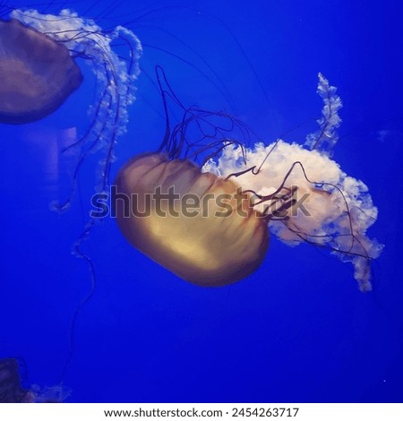 jelly fish pacific northwest awesome picture.