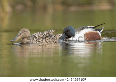 Pair of Northern shovelers, shovelers - Spatula clypeata male and female swimming in water. Photo from Lubusz Voivodeship in Poland. Royalty-Free Stock Photo #2454264109