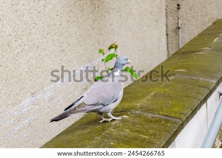 Wild Pigeons in the city