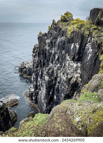 Isle of May’s Cliffs: A Sanctuary for Resting Seabirds