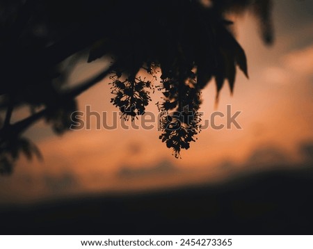 Silhouette of a tree branch with flowers in the sunset.