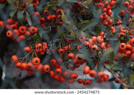 Pyracantha Angustifolia, narrowleaf firethrorn, slender firethrorn and wooly firethorn. The flowers are white and produce small round pomes and can be orange to red in color Royalty-Free Stock Photo #2454274873