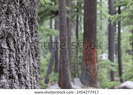 Close-up photos of trees in the forest Stock Picture
