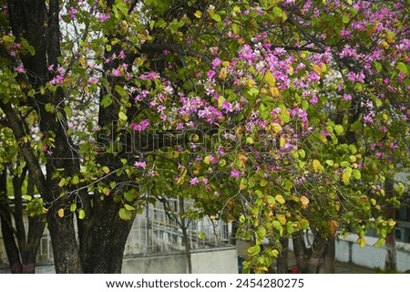 Spring beautiful Flowers wallpaper image 