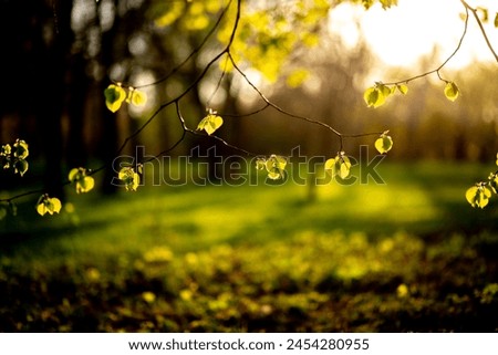 Young spring leaves in the forest at dawn. Beautiful natural background. Leaf in spring. 