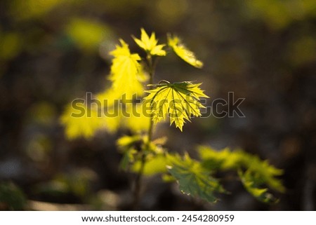 Young spring leaves in the forest at dawn. Beautiful natural background. Leaf in spring. Young shoots of maple.
