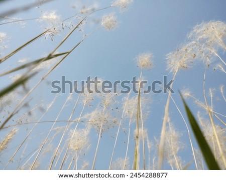 Beautiful sky background texture with white flowers top high resolution image..