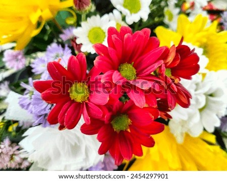 Beautiful blooming Chrysanthemum flower arrangements consist of red, white, purple and yellow colors