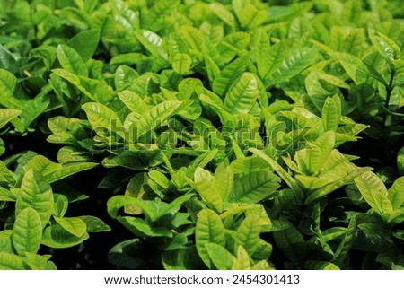 Photo of the green Ashoka plant leaves looking fresh on the side of the road