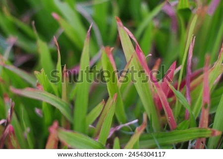 Green grass with bright colors. Close-up picture of grass. You can clearly see the leaves. spring time Bright grass after the rain green background pictures grass background picture