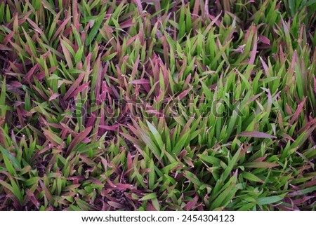 Green grass with bright colors. Close-up picture of grass. You can clearly see the leaves. spring time Bright grass after the rain green background pictures grass background picture
