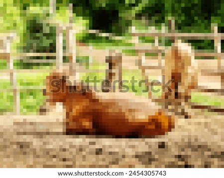 Thai buffaloes cows pig animal walking garden for eating grass in grass field , blurred mosaic photo.