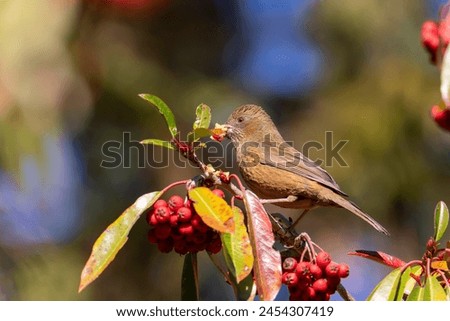 Taiwan rosefinch female, an endemic bird of Taiwan perched on a tree eating red fruits Royalty-Free Stock Photo #2454307419