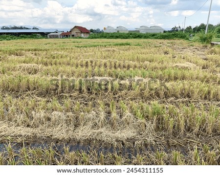 rice plants after harvest in the rice fields.