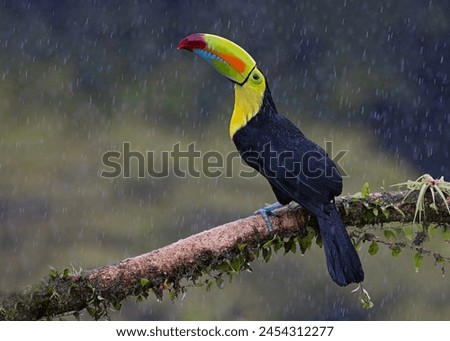 A toucan bird that is fencing in a tree and getting caught in the rain