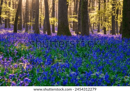 Beautiful spring sunrise in a woodland forest with Bluebell carpet Royalty-Free Stock Photo #2454312279