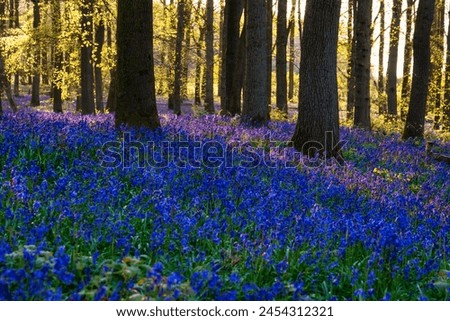 Beautiful spring sunrise in a woodland forest with Bluebell carpet Royalty-Free Stock Photo #2454312321