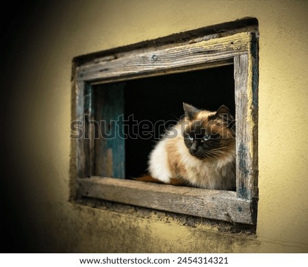 A cat in the window frame, a snapshot of animal barn window. Valea Plopului village, Prahova county, Romania.