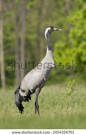 Common crane, Eurasian crane - Grus grus walking in green grass with meadow in background. Photo from Lubusz Voivodeship in Poland. Vertical.