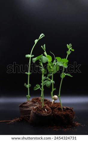4 young green plants emerging from dark brown soil against dark background, sprouting process. concepts: environmental conservation campaigns, eco-friendly products and brands, renewal and resilience 