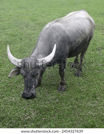 Exterior view of an animal cow yak buffalo in a grassland grass field in a farm farming in new territories of hong kong in asia breeding breed with horns