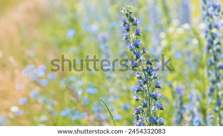 Echium vulgare. beautiful wildflowers. blue flowers, summer floral background. close-up. bokeh. beautiful nature. blooming meadow in sunny weather. spring meadow. selective focus Royalty-Free Stock Photo #2454332083