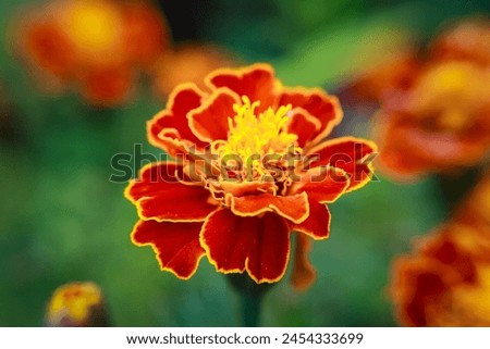 Close up beautiful Marigold flowers in the garden. Cute orange flowers for stock photo wallpaper