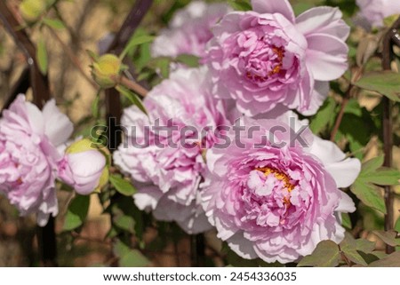 Large lush flowers of pink peonies on green bushes