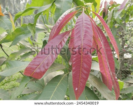  Mangifera Indica Fruit Plant Mangao Trees Green Nature

