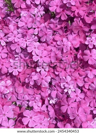 Ground Cover plants. Phlox Ruby Riot. Phlox Douglas. Creeping Phlox Groundcovers. Many pink flowers close-up vertical photo