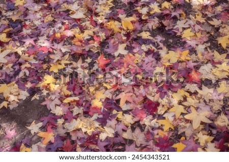 blurred picture of Autumn Leaves Background, mount wilson nsw Australia