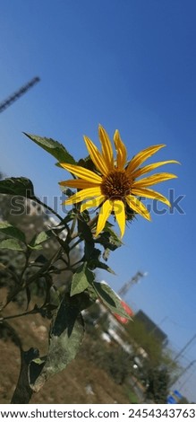 Day Time beautiful Sunflower picture
